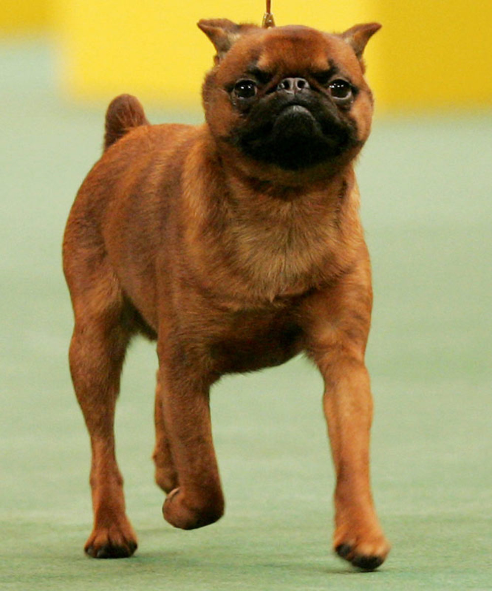 Lincoln, a Brussels Griffon