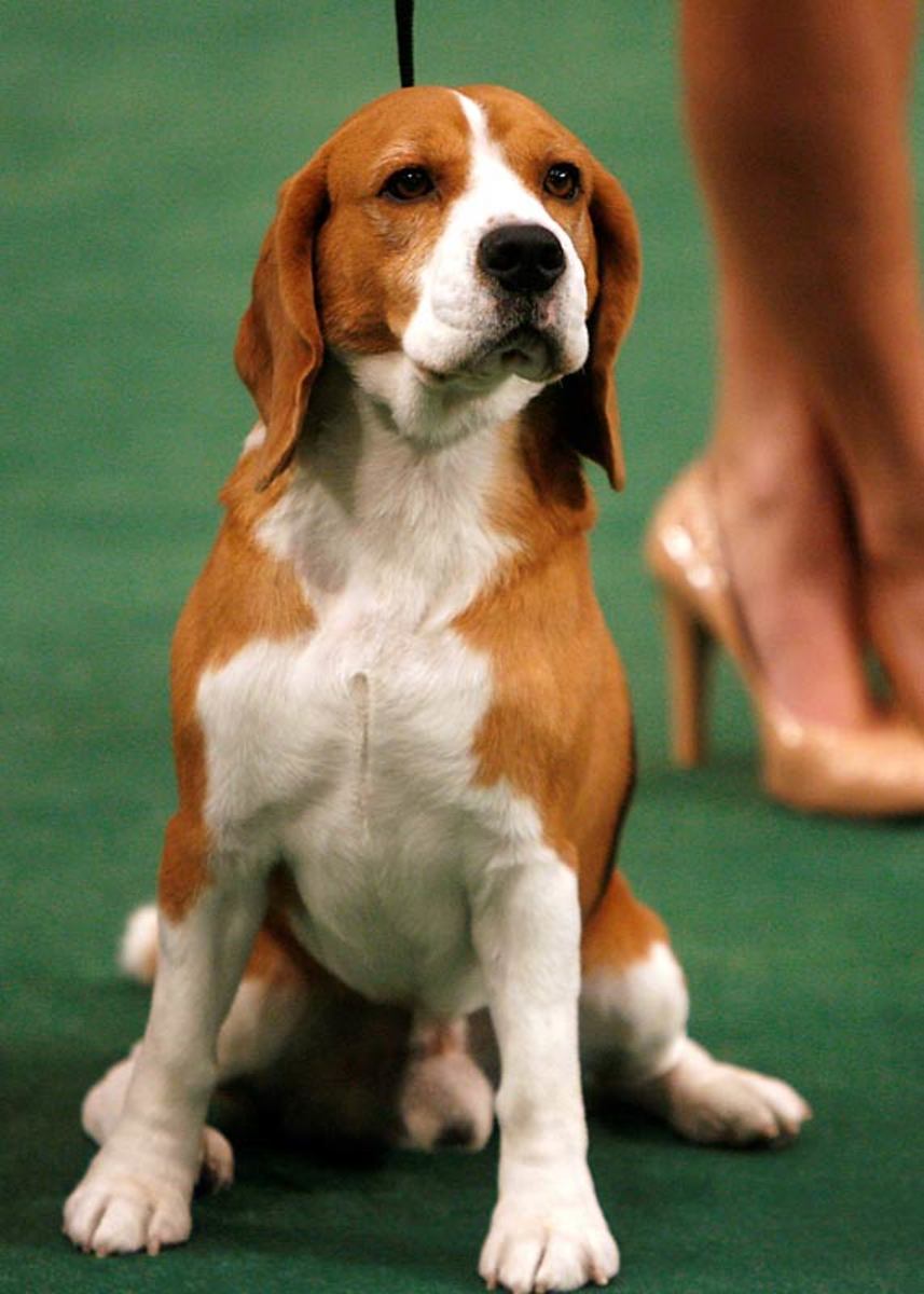 Uno,  a Beagle