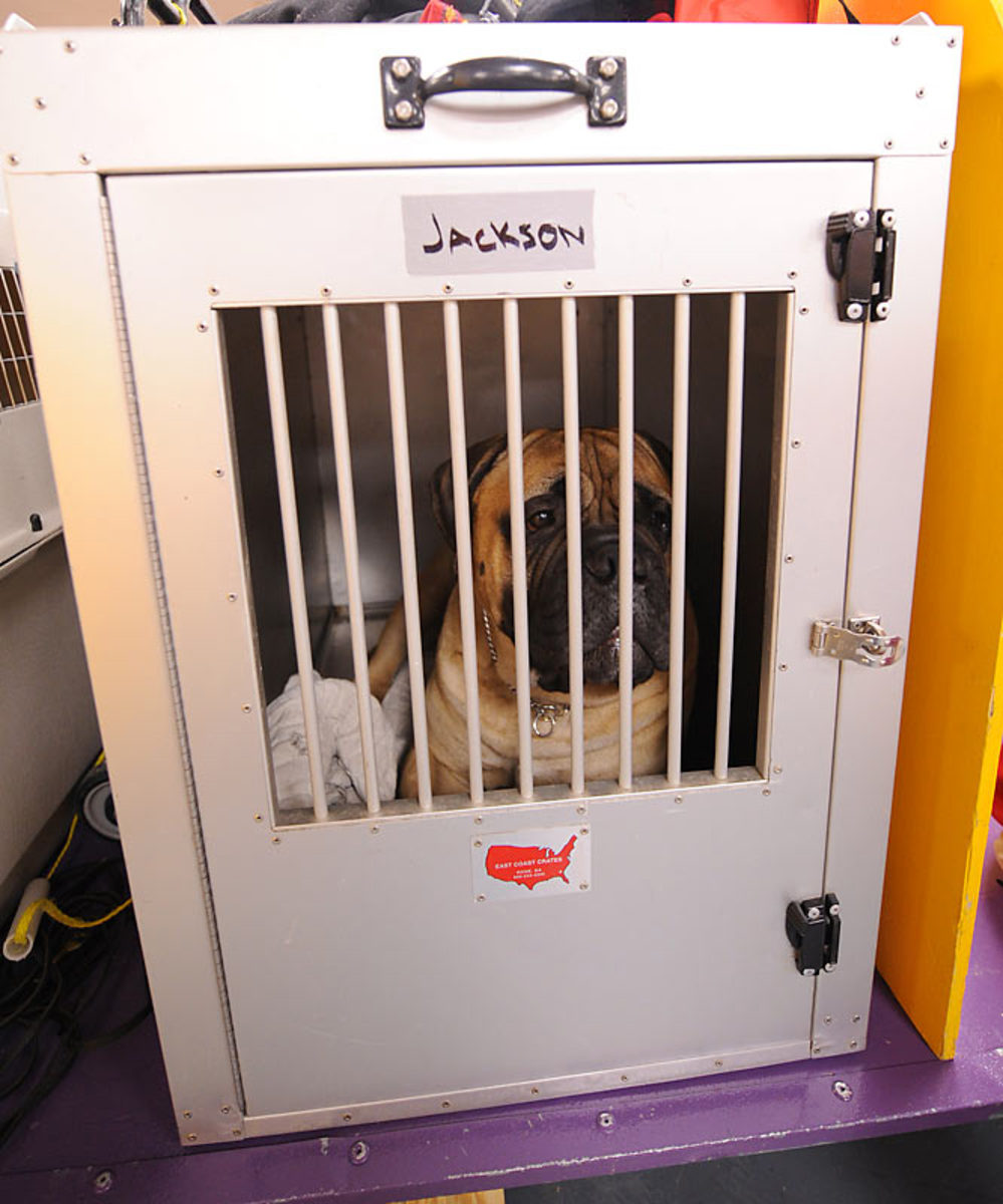 Jackson, a Bullmastif