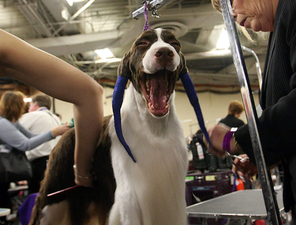 Bruce, English springer spaniel