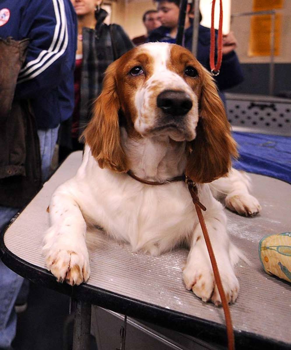 Melody, a Welsh Springer Spaniel