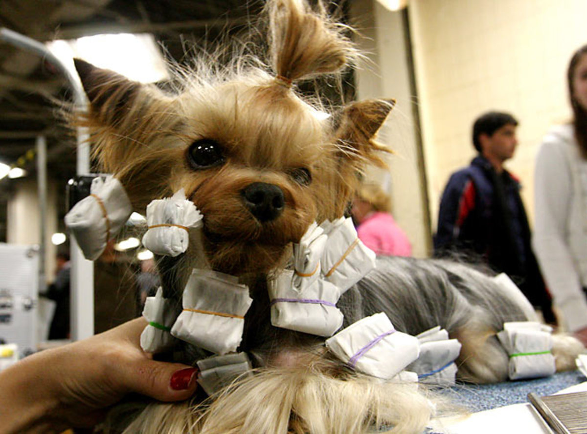 K.J., a Yorkshire terrier