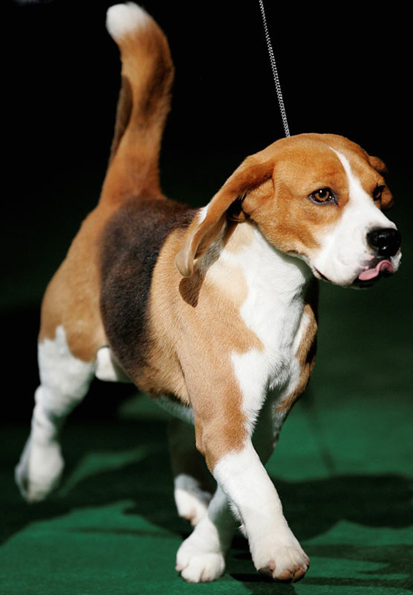 Uno, a Beagle