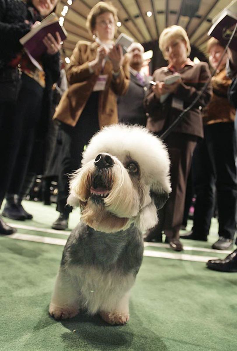 Hobergays Fineus Fogg or "Harry", a Dandie Dinmont Terrier 