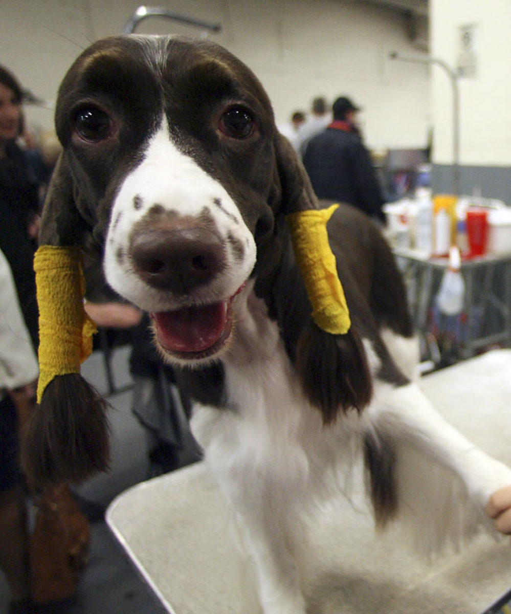 Jewli, an English Springer