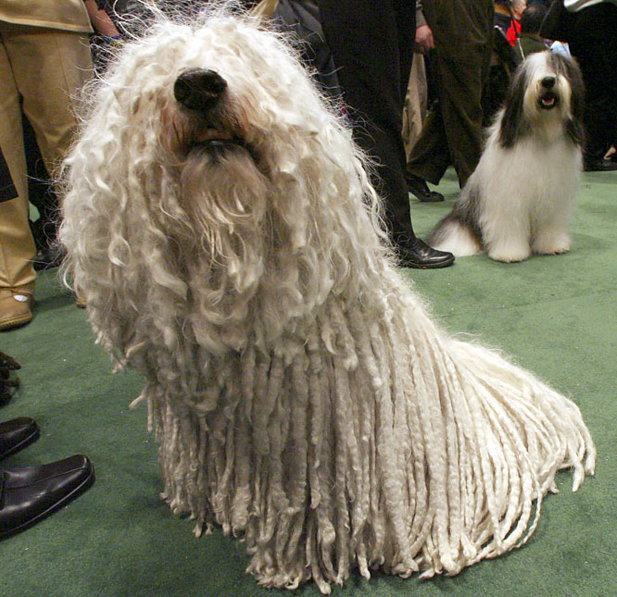 Andi, a Puli