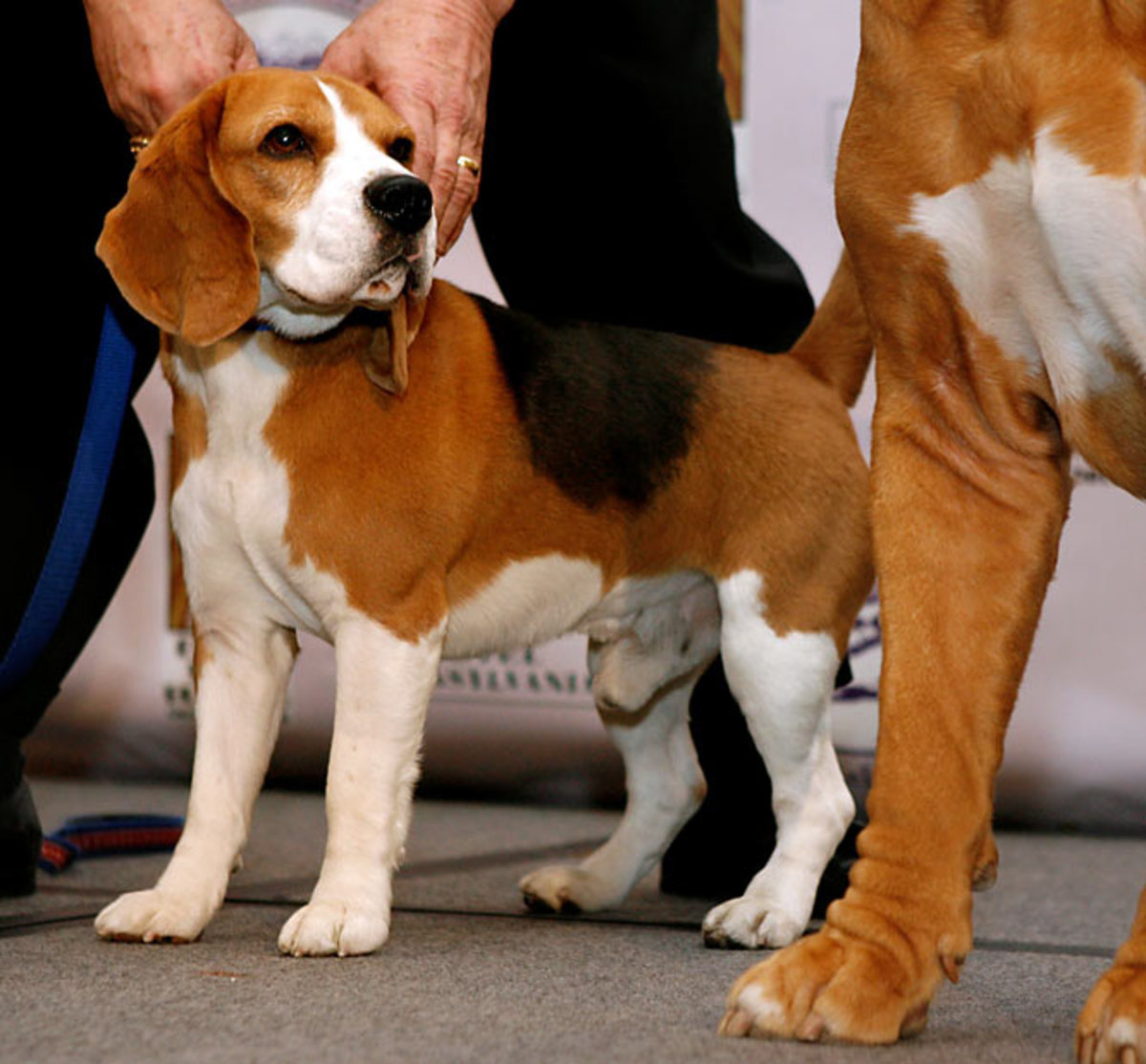  Uno, a beagle (Last year's Best in Show)