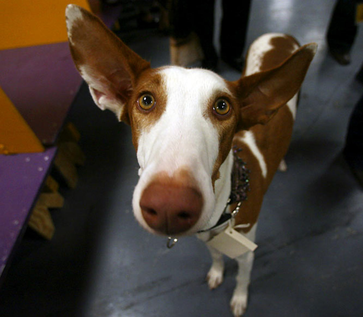 Essie, an Ibizan hound