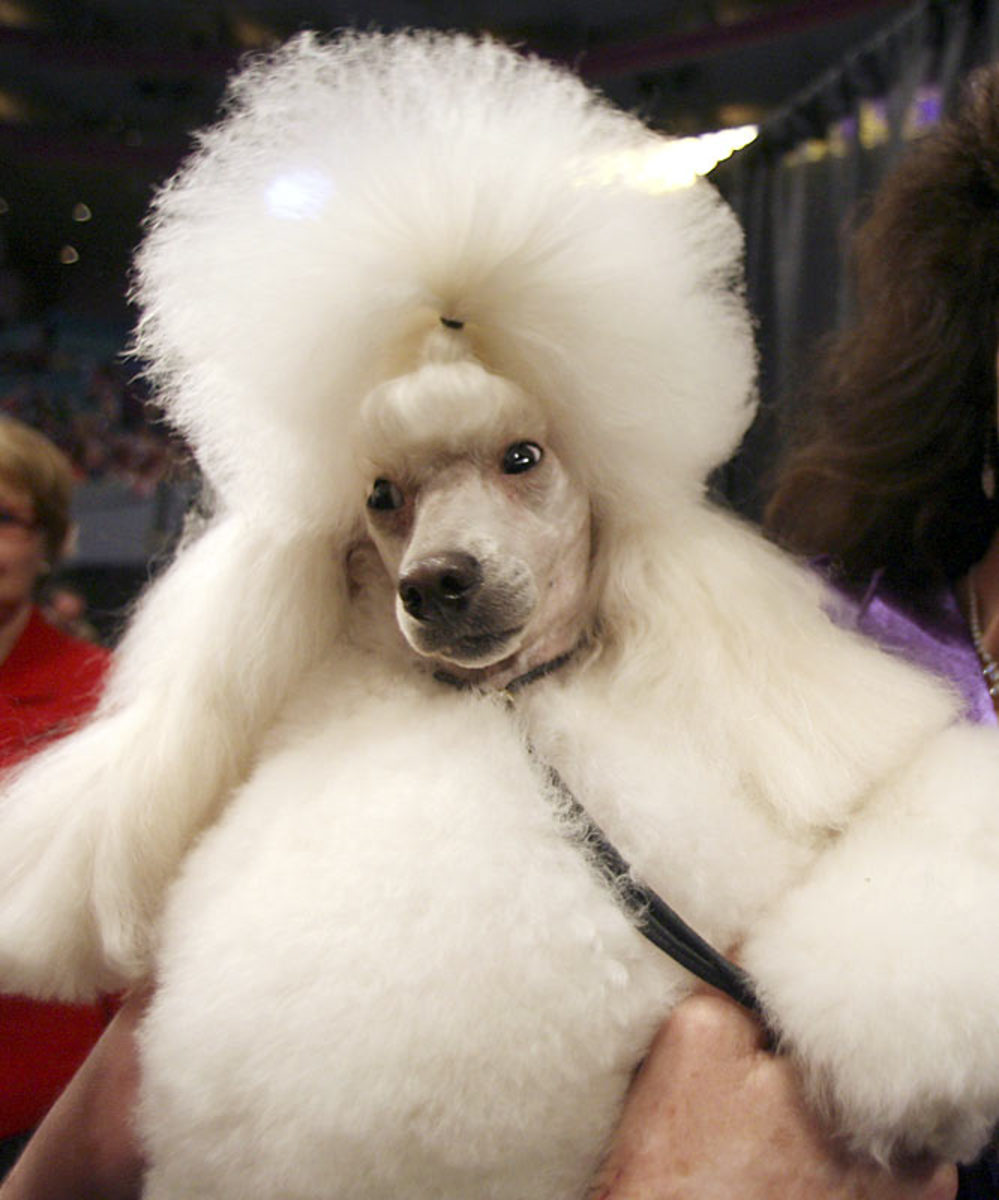 Dolly, a Miniature Poodle