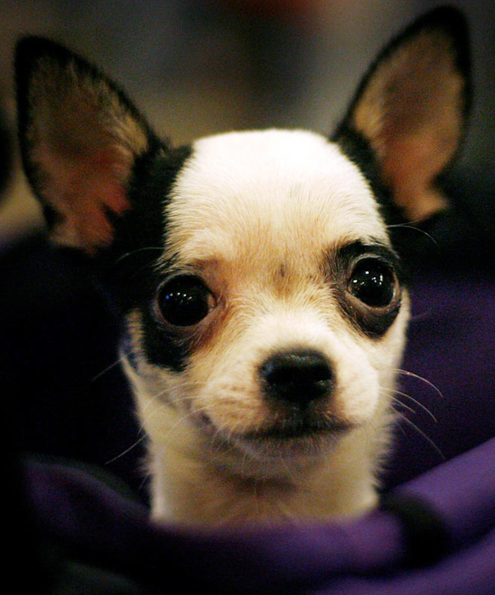 Della, a Chihuahua 