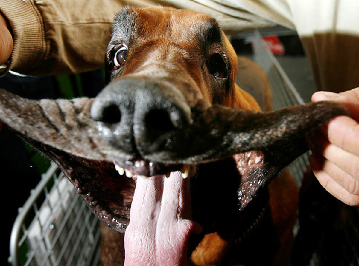 Moonie, a bloodhound