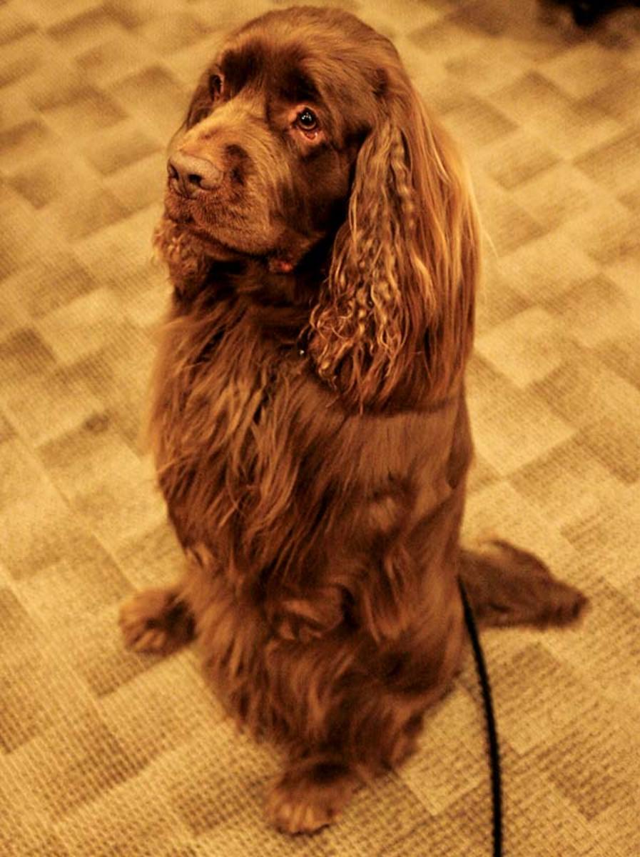 Twiglet, a Sussex spaniel 