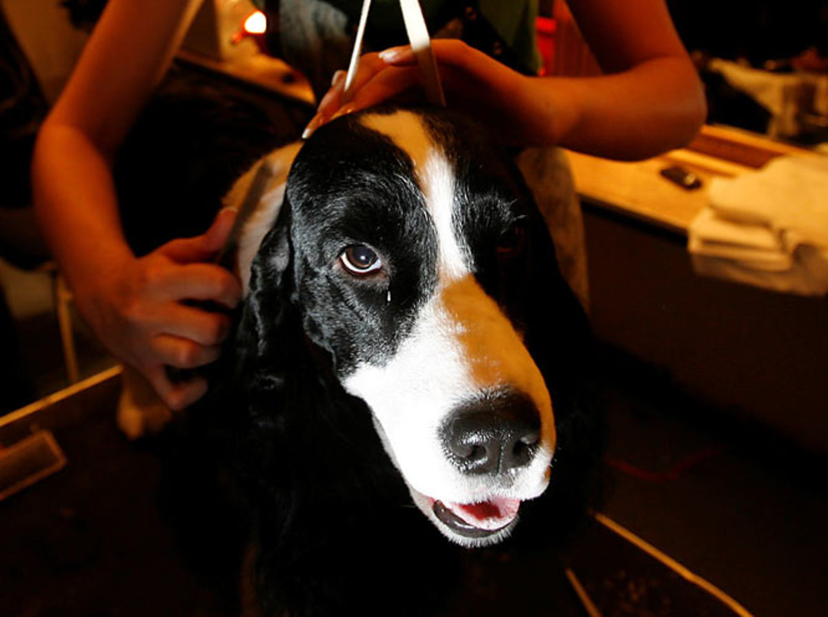 Gleason, an English springer spaniel