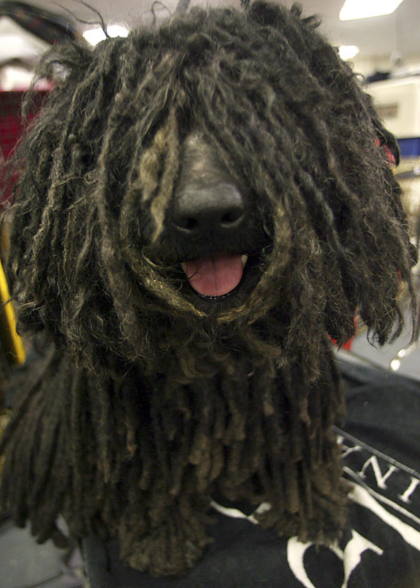 Jack, a Puli