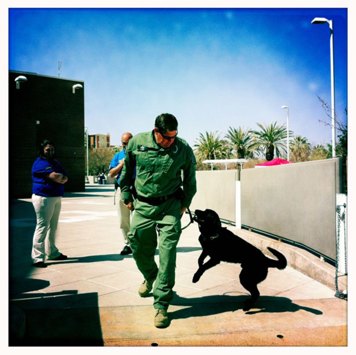 Bomb Dog