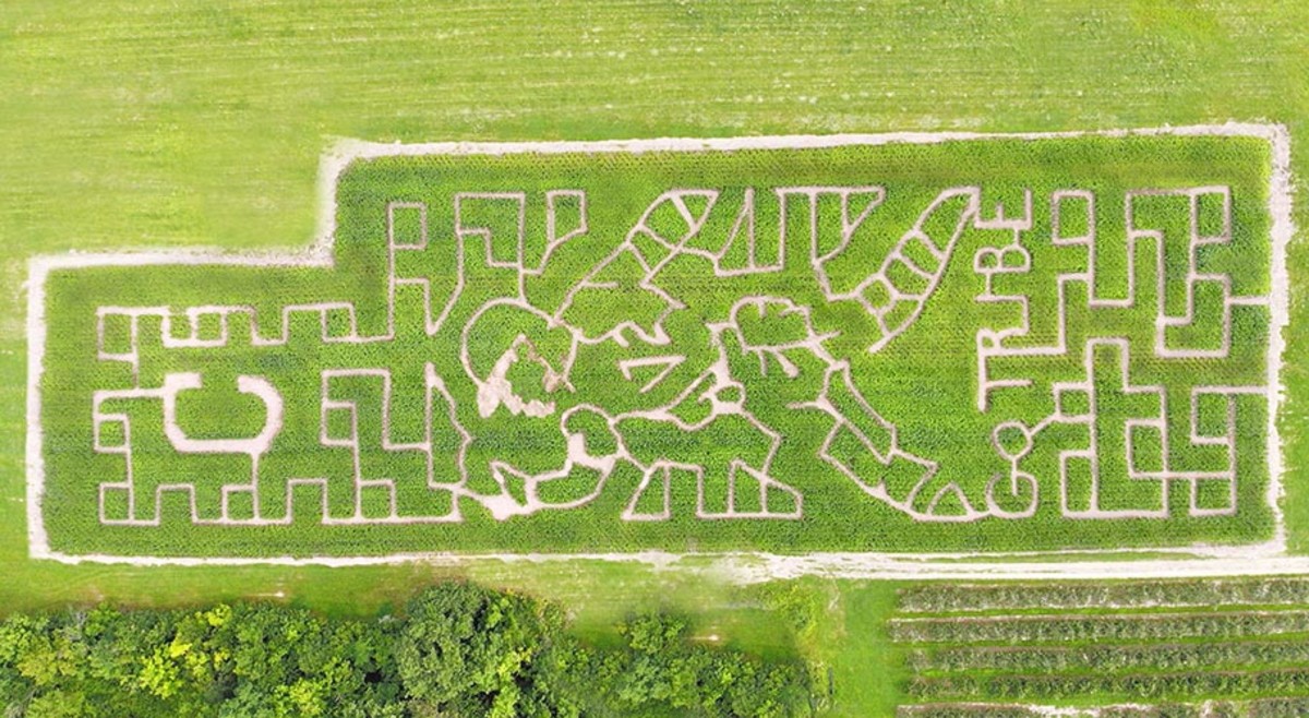 Mapleside Farms in Brunswick Honors Indians SS Francisco Lindor New 2018 Fall Corn Maze Sports