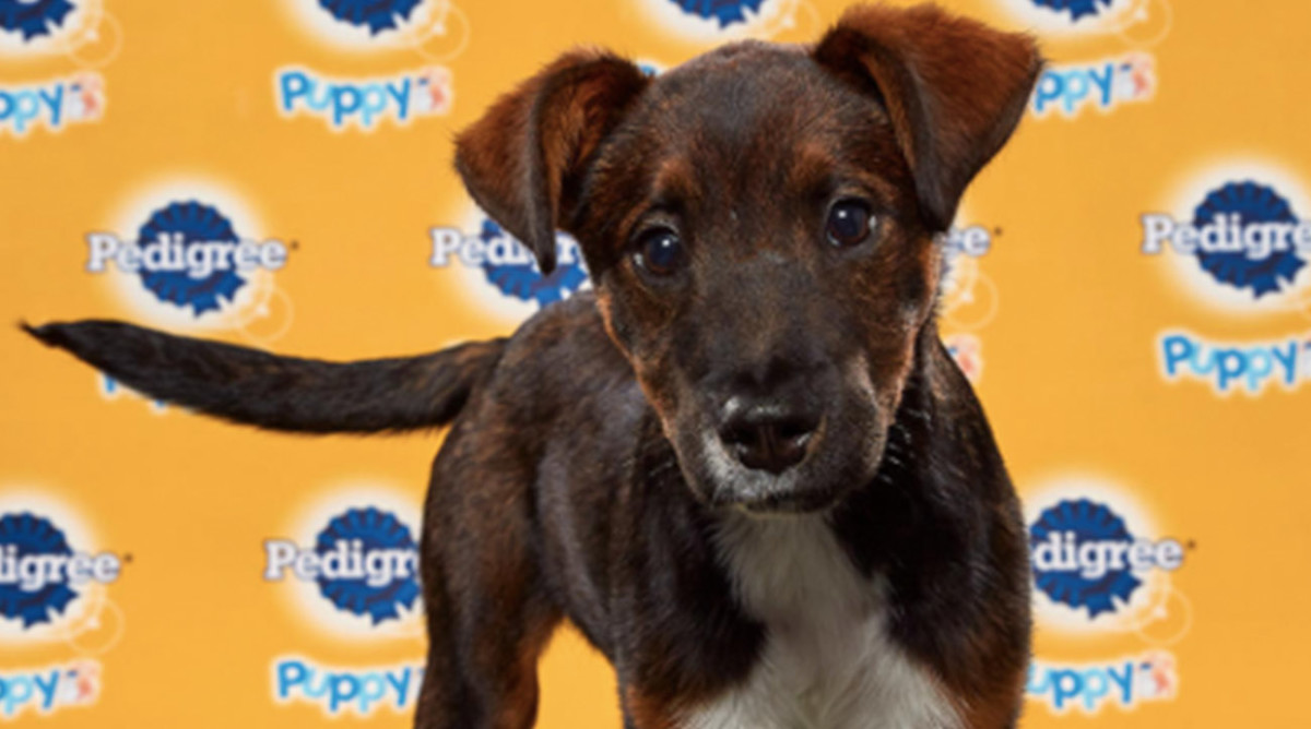 Puppy Bowl How to Watch_2