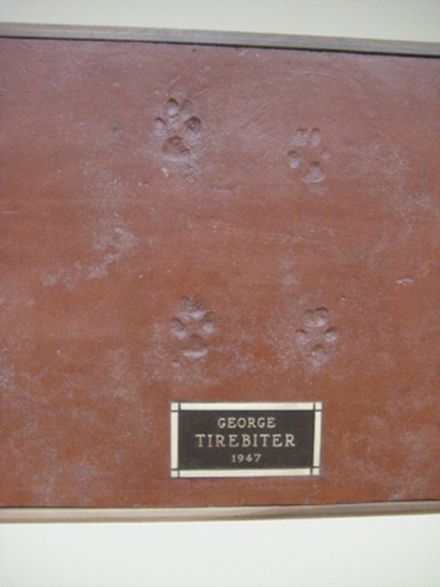 TIREBITER.FOOTPRINT.TUTOR.CENTER