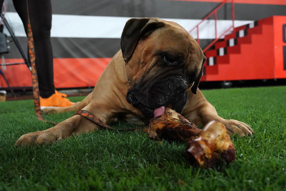 Swagger, a bull mastiff, was one of the few living mascots in the NFL. He passed away at age six in early 2020.