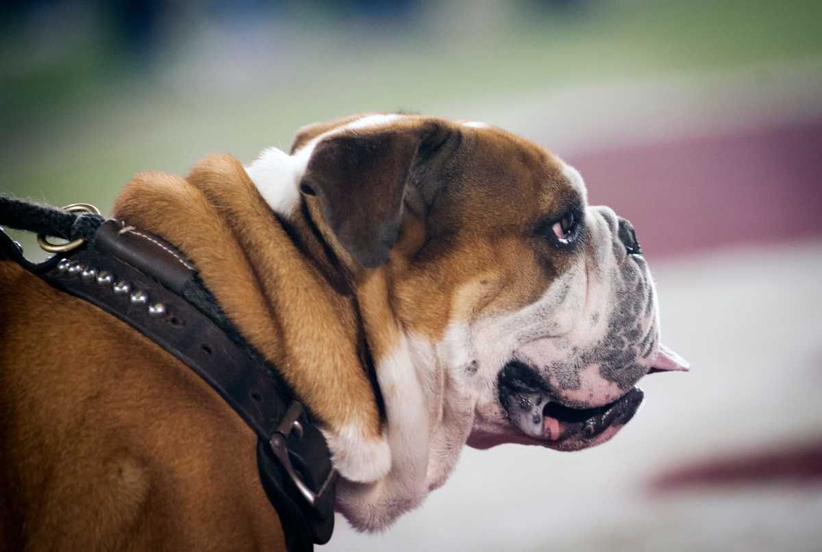 Mississippi State softball: head coach Samantha Ricketts receives contract extension - Sports Illustrated Mississippi State Football, Basketball, Recruiting, and More - Vimarsana News