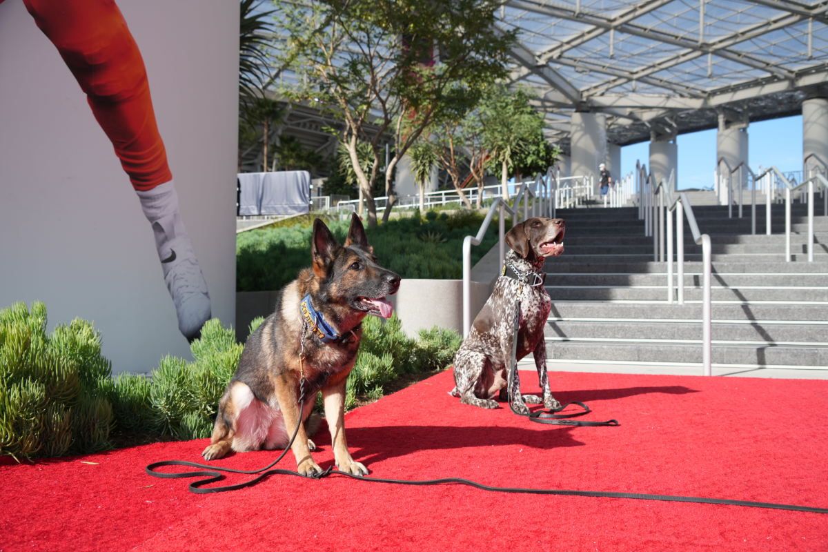 Houston Police Dept. explosive detection dogs Betti (left) and Baron patrol SoFi Stadium prior to Super Bowl LVI.