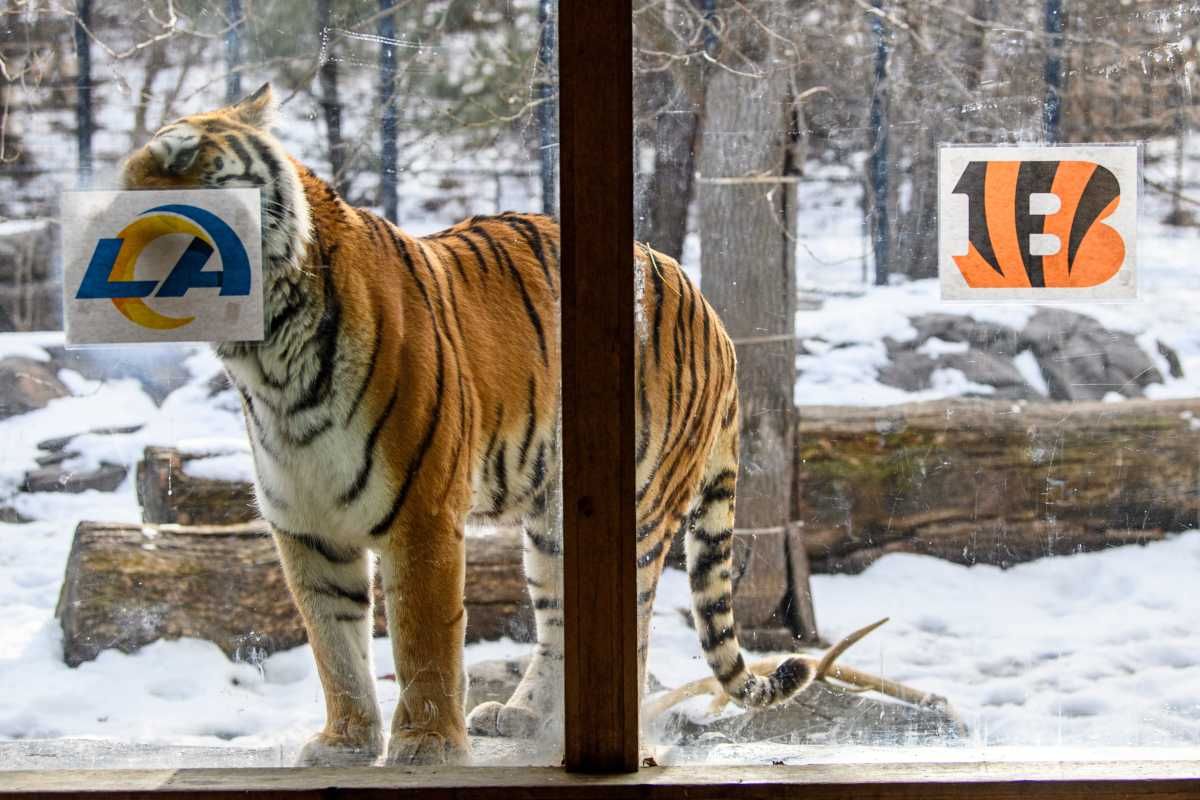 Misha, the 10-year-old Amur tiger, licks the Los Angeles Rams logo, predicting them as this year's Super Bowl winner at Blank Park Zoo Thursday, Feb. 10, 2022, in Des Moines. Both team logos were pressed against the glass and were scented with the same perfume so as not to influence the decision. The tiger picked the winner by licking and rubbing the scented glass where the logo was place. Blank Park Zoo s animals have been correct in picking the winner eight of the last 11 Big Games.