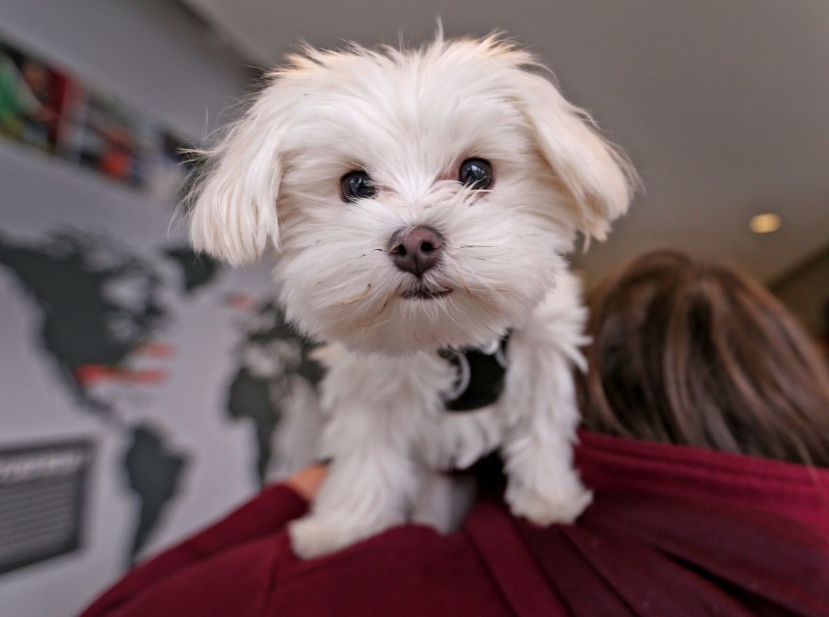 Pistachio, a Maltese-mix puppy, was the 2019 Puppy Bowl's tiniest player.