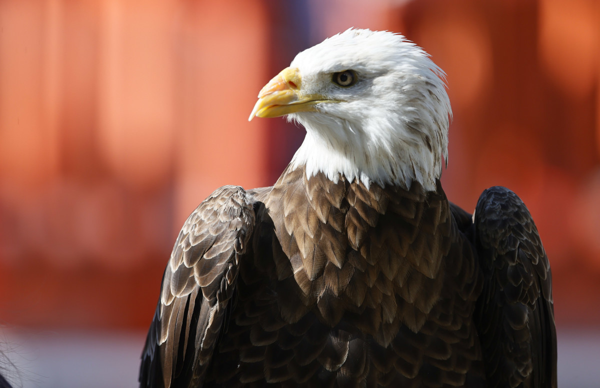 Nov 13, 2021; Auburn, Alabama, USA; Spirit, a bald eagle, will fly her final pre-game flight and retire after the game between the Auburn Tigers and the Mississippi State Bulldogs at Jordan-Hare Stadium. Spirit s first football game flight was September 28, 2002.