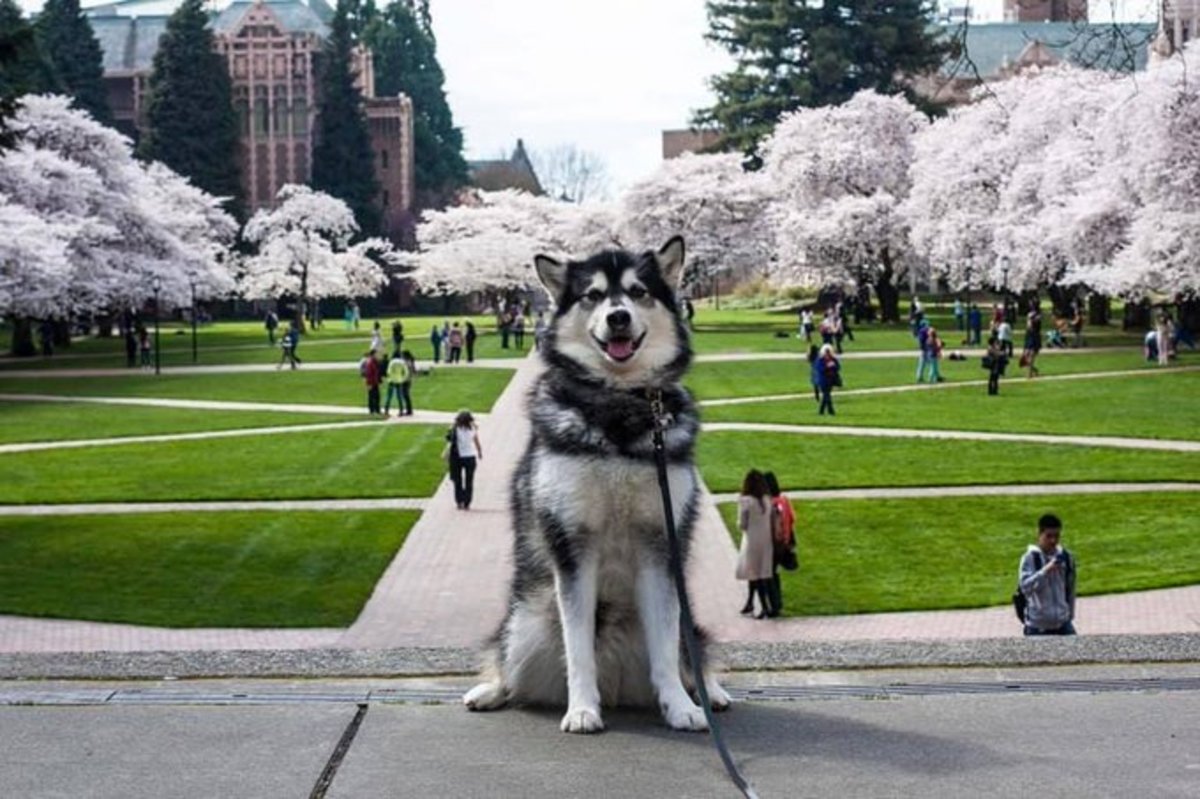 End of an Era as Retired UW Mascot Dubs Passes Over the Weekend