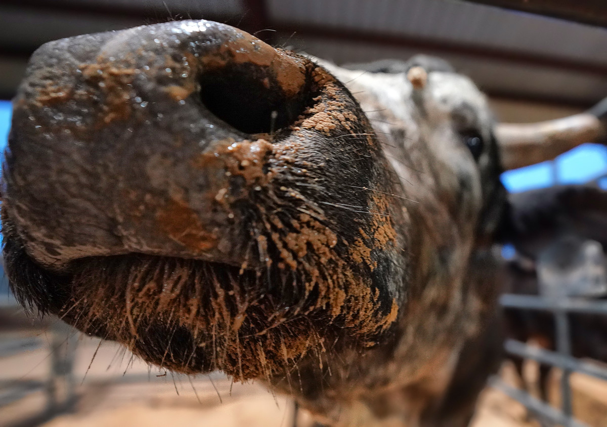 professional_bull_riders_05