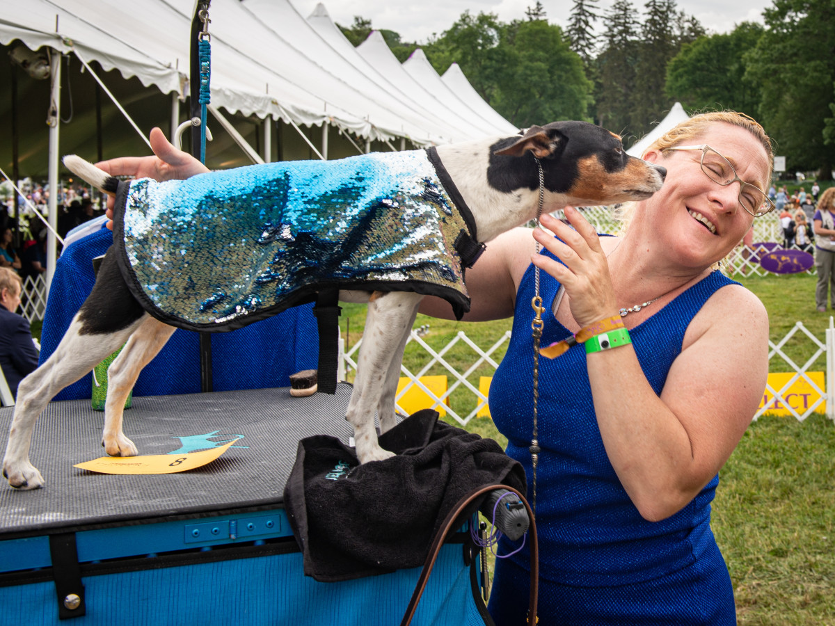 A dog licks its owner at the Westminster Dog Show