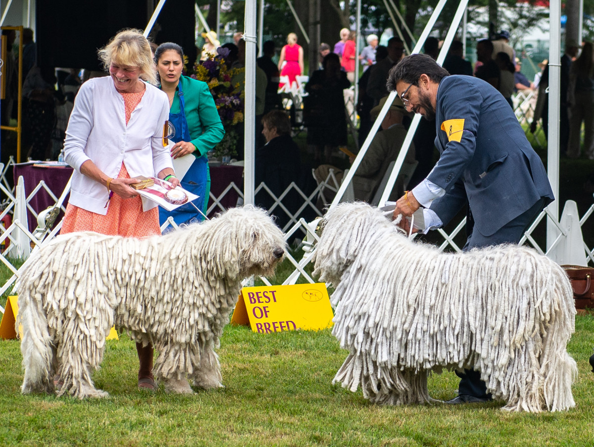 A couple of dogs sniff each other out at the Westminster Dog Show