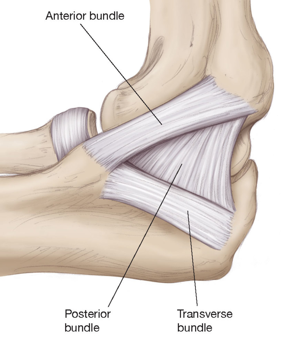 The structure of the elbow - Tommy John, Ulnar collateral ligament