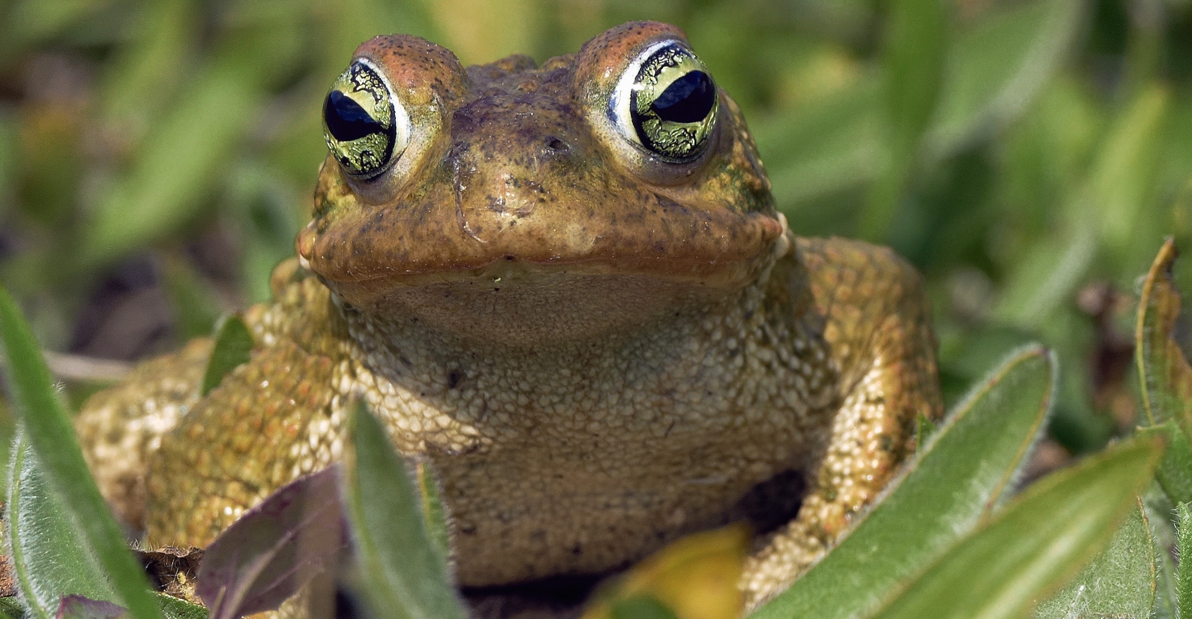 The Open Championship’s Pace of Play Slowed…But Not Because of a Golfer