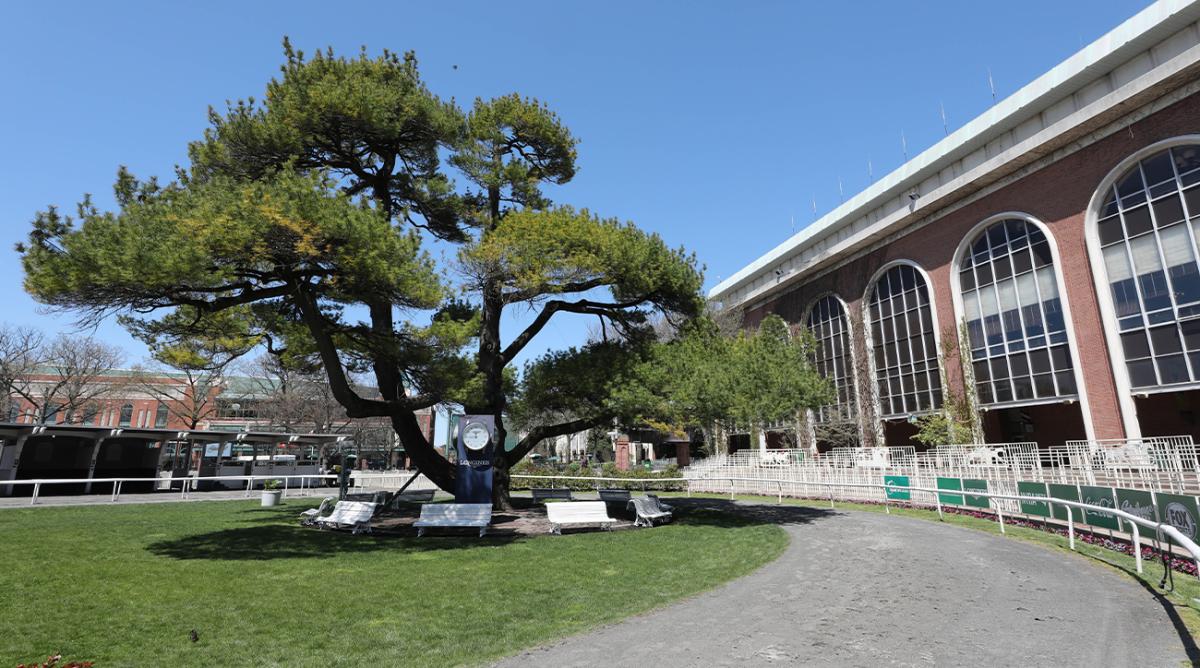 The majestic tree in the paddock area, that is part of the logo for Belmont Park in Queens, April 29, 2022.