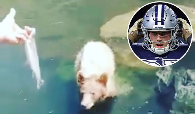 Dallas Cowboys LOOK: 'Wolf Hunter' LB Vander Esch Feeds Wild Bear - FanNation Dallas Cowboys News, Analysis and More - Vimarsana News