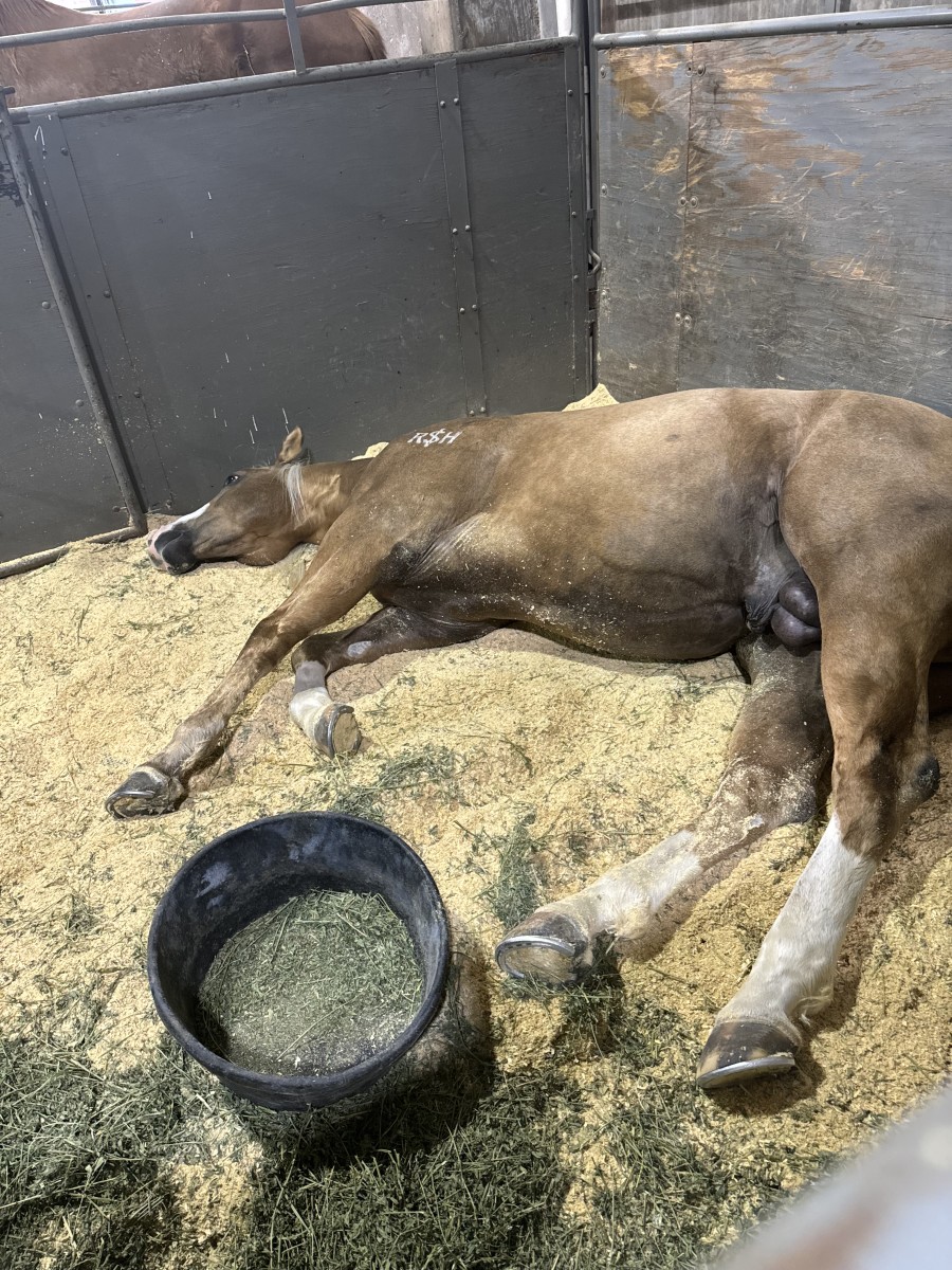 Adios getting his beauty sleep before winning the average to be the Elite Futurity Champion.
