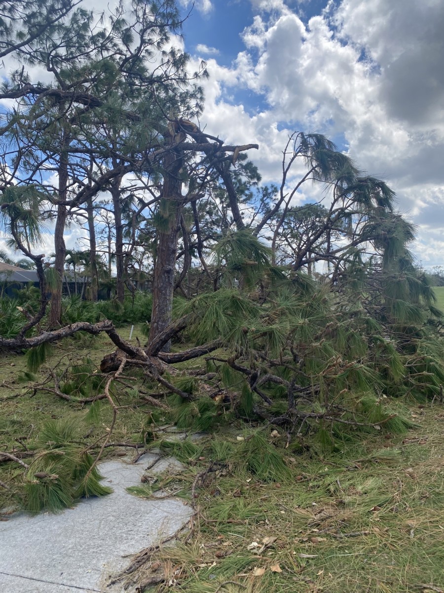 Trees are shown fallen after Hurricane Ian at Burnt Store Marina Country Club in Punta Gorda, Florida.