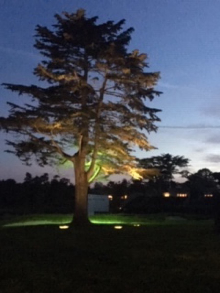 A cypress tree stands spotlighted in the early evening as a lone sentry on the 18th hole at Pebble Beach Golf Links.