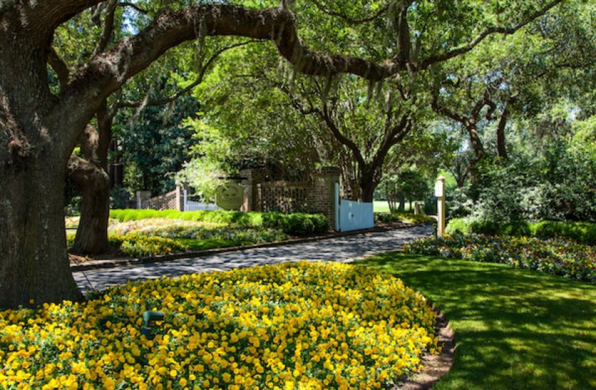 The entranceway into Caledonia passes through a canopy of sprawling live oaks that is reminiscent of Augusta National Golf Club.
