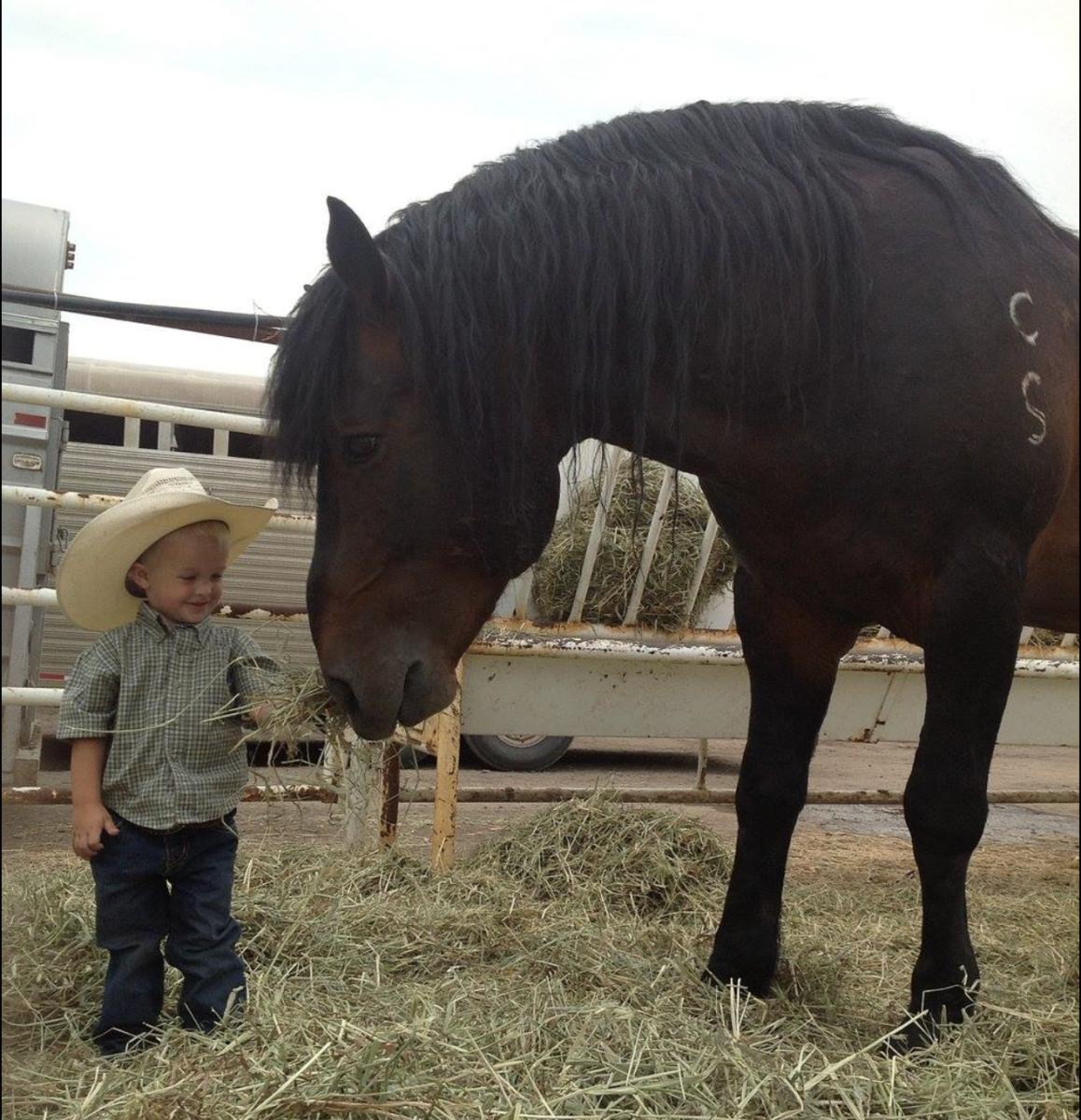 Hall of Fame Bucking Horse ‘Grated Coconut’ Passes Away at 27YearsOld Sports Illustrated
